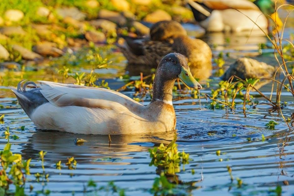 the witch of the blackbird pond pdf